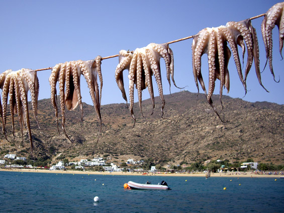 χταπόδια απλωμένα στον ήλιο
